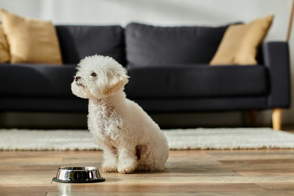 Assurance pour chien : Pourquoi elle est essentielle pour votre compagnon