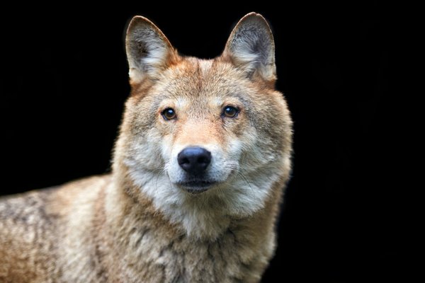 Rêver de loup : décryptage des significations cachées